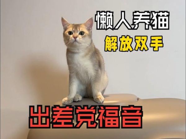 适合懒人养的猫有哪些,适合懒人养的猫咪