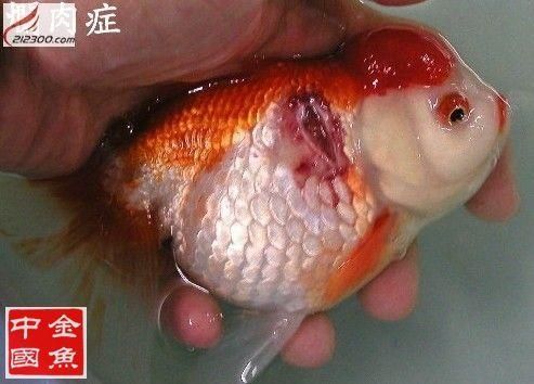 金鱼没有胃吗,金鱼有肠子吗