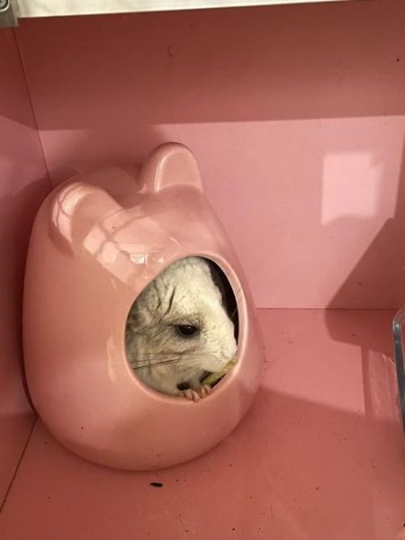 银斑龙猫和标灰生出什么颜色,银斑龙猫价格多少钱一只