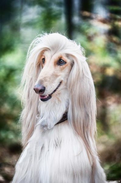 阿富汗犬贵不贵,阿富汗犬价格一般多少