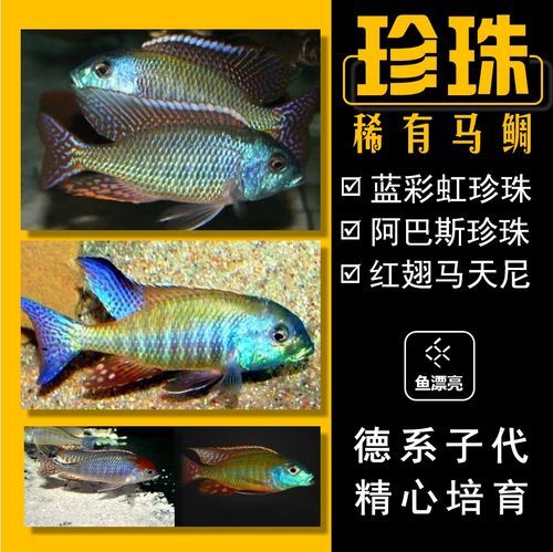马鲷鱼多少钱一只,马鲷鱼有哪些品种