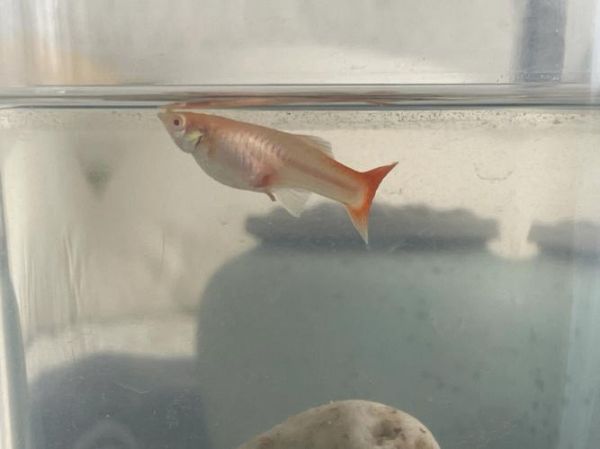 鱼生小鱼前有什么征兆,鱼生小鱼需要公鱼吗