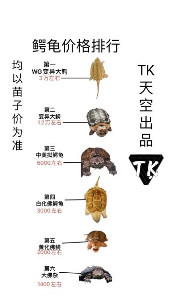 鳄鱼龟的养殖方法,鳄龟养殖方法和注意事项