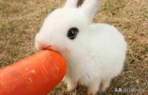 什么兔子最贵,什么兔子可以吃