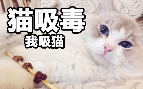 什么叫吸猫的意思,什么叫吸猫体质