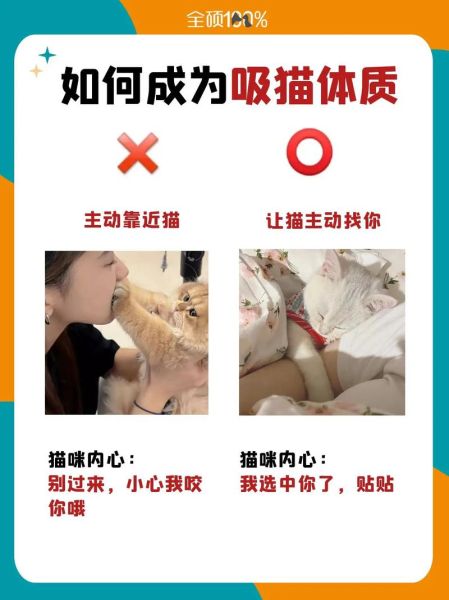 什么是吸猫体质,什么是吸猫场所