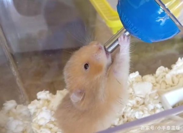 仓鼠什么举动是认主了,仓鼠可以喝温水吗为什么
