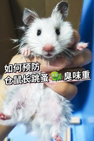 仓鼠会长跳骚吗,仓鼠容易长跳蚤吗
