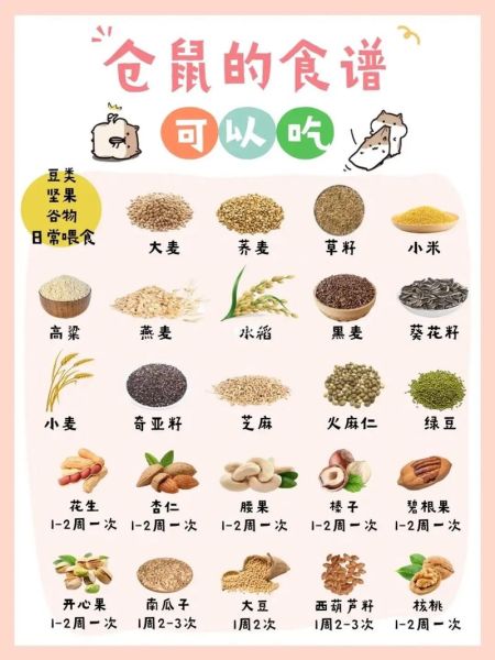 仓鼠宝宝吃什么食物好消化,仓鼠宝宝吃什么食物