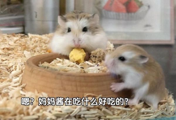 仓鼠宝宝吃什么食物好消化,仓鼠宝宝吃什么食物