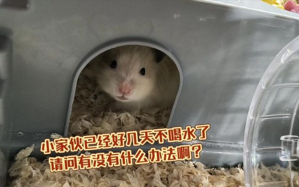 仓鼠能不能晒太阳,仓鼠能不能喝水,仓鼠怎么驯服