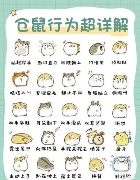 仓鼠能不能晒太阳,仓鼠能不能喝水,仓鼠怎么驯服