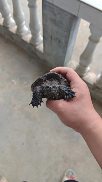 佛鳄龟怎么养品相好,佛鳄龟怎么养出好背甲