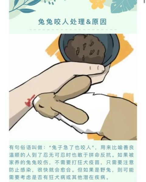 兔子会咬人吗,有毒吗,兔子会咬人全文免费阅读
