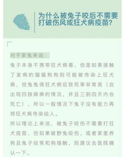 兔子会咬人吗,有毒吗,兔子会咬人全文免费阅读