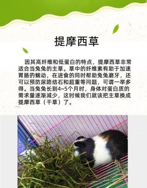 兔子可以吃什么草补充营养,兔子可以吃什么草图片大全
