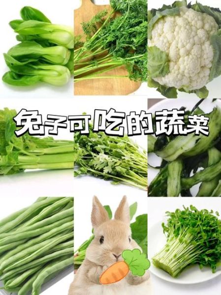 兔子吃什么菜不拉肚子,兔子吃什么菜好