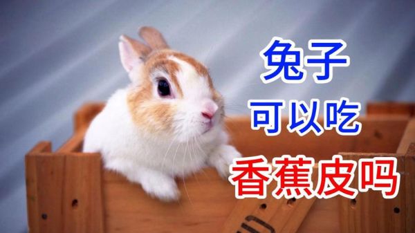 兔子吃香蕉皮有事吗,兔子光吃蔬菜能养活吗