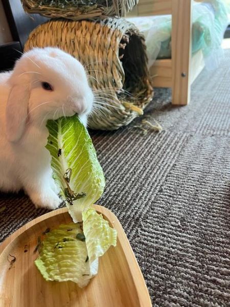 兔子怎么养最简单方法,兔子吃生菜吗怎么吃