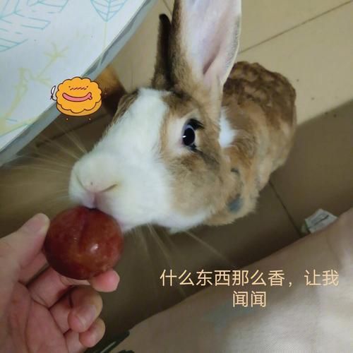 兔子眼中的人类,兔子能吃苹果吗