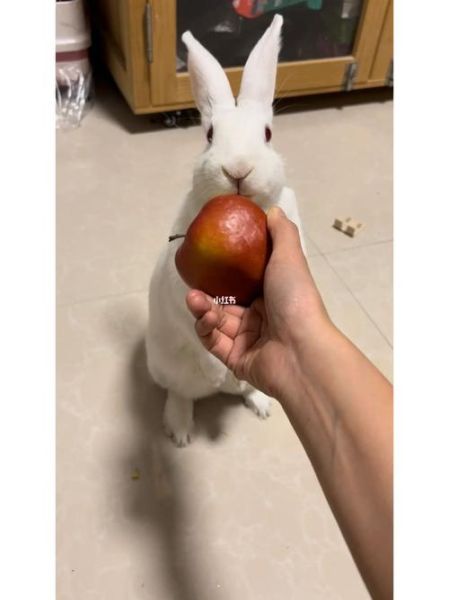 兔子眼中的人类,兔子能吃苹果吗