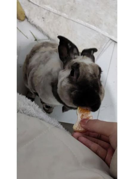 兔子能吃橘子皮吗,兔子口渴的表现