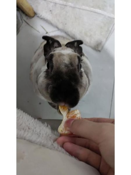 兔子能吃橘子皮吗,兔子口渴的表现