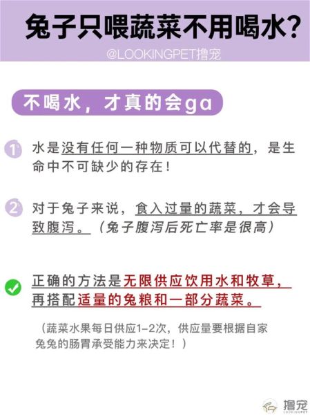 兔子要不要喂水
