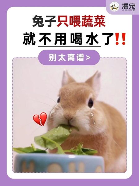 兔子要不要喂水