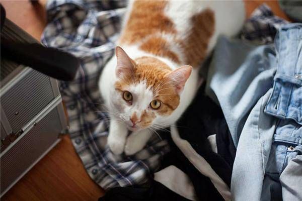 养猫对男人性功能的影响,猫一年几次生育