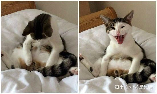 养猫对男人性功能的影响,猫一年几次生育