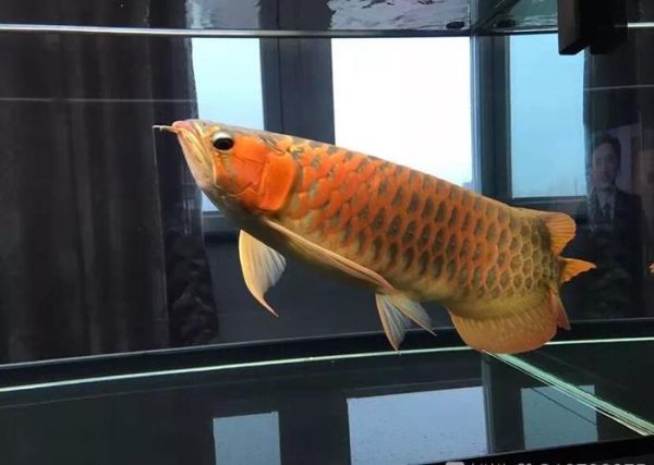 养龙鱼要放盐吗,养龙鱼水质ph值的标准