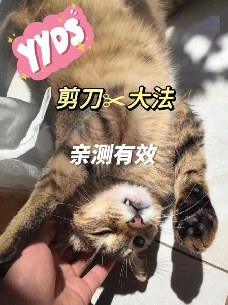 剪刀法找猫原理,猫丢了找回来百试百灵的方法