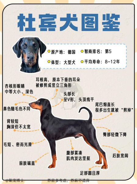 十大猛犬排名一到十,杜宾一般家庭能养起吗