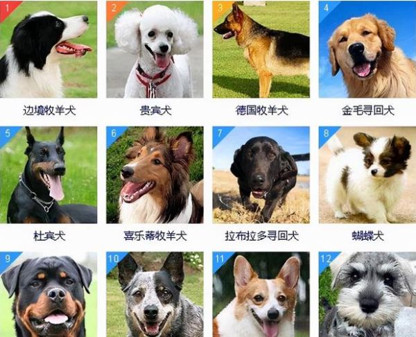 十大聪明名犬图片排名,十大聪明名犬第一名