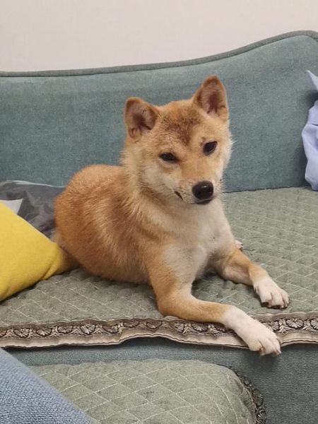 博美犬掉毛吗严重吗,柴犬掉毛吗