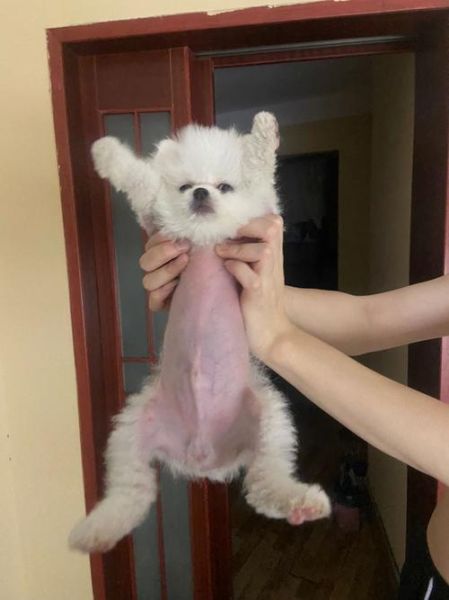 博美犬掉毛吗严重吗,柴犬掉毛吗