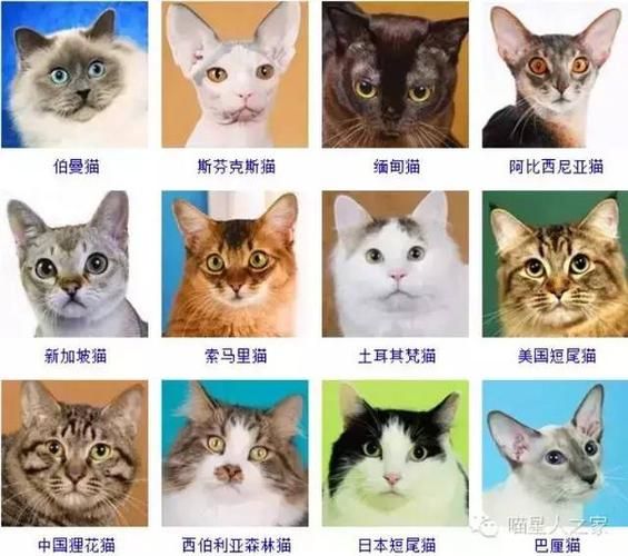 名猫图片品种大全,名猫图片