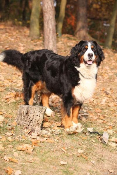 圣伯纳德犬和苏格兰牧羊犬混血狗,圣伯纳德犬多少钱