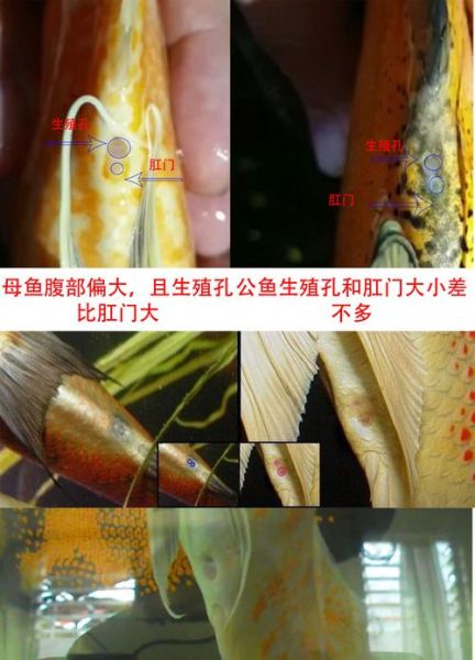 地图鱼怎么分公母视频,地图鱼怎么分公母分析图片