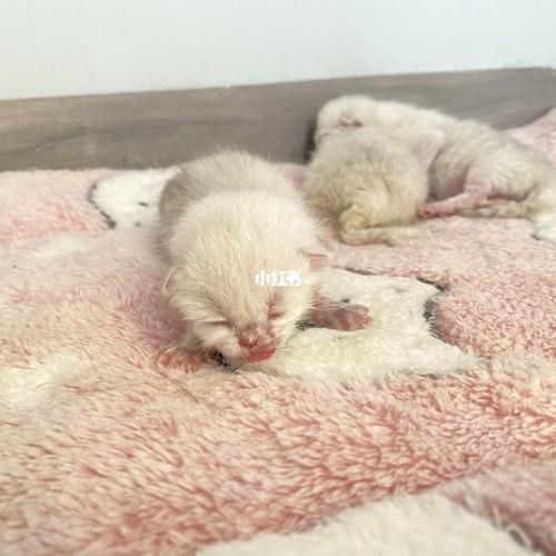 天小猫补单网,天小猫纵横工具箱