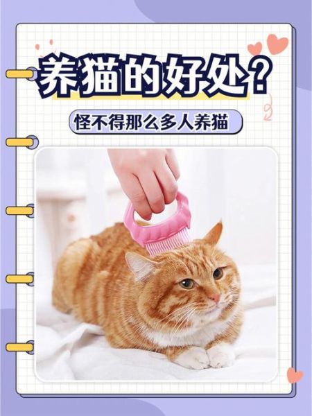 女人养猫的十大坏处,吸猫有什么好处