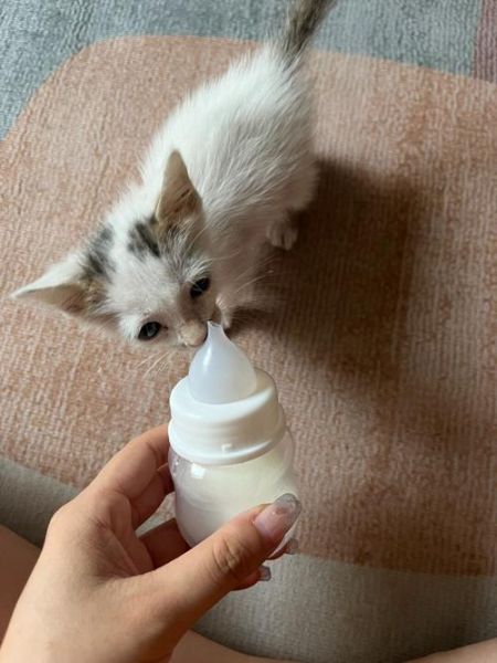 奶猫吃什么奶粉,奶猫吃什么奶