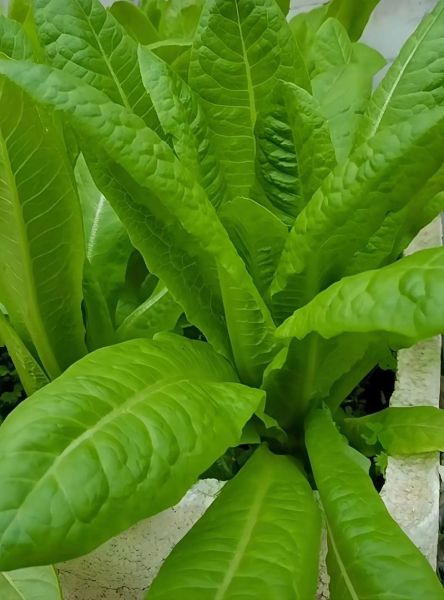 孔雀喜欢吃什么食物蔬菜植物,孔雀喜欢吃什么食物