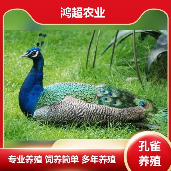 孔雀喜欢吃什么食物蔬菜植物,孔雀喜欢吃什么食物