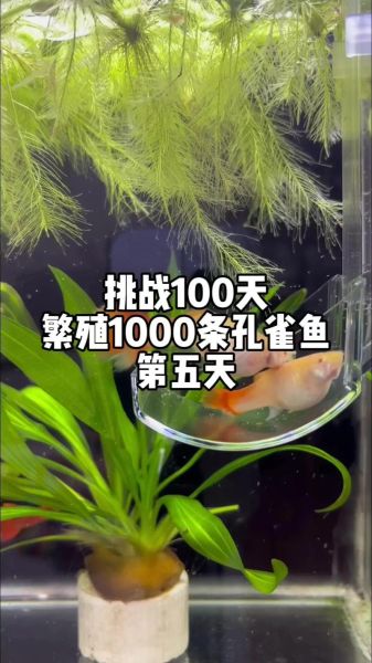 孔雀鱼多久生一次孩子,怎样知道孔雀鱼快生了