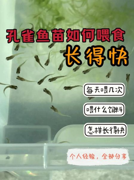 孔雀鱼幼崽怎么养长得快,孔雀鱼幼崽怎么养活