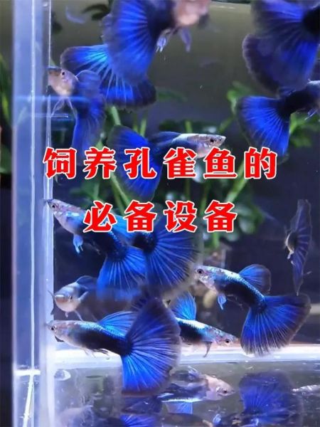 孔雀鱼幼崽怎么养长得快,孔雀鱼幼崽怎么养活