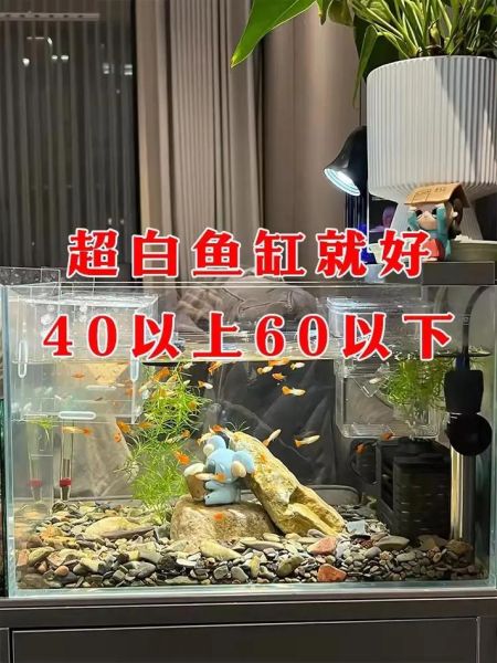 孔雀鱼幼苗怎么养不活,孔雀鱼新生的小鱼怎么养