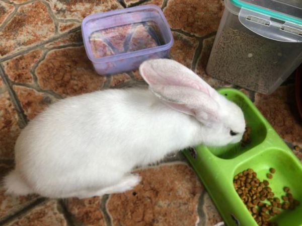 宠物兔能吃猫粮吗,兔子吃猫粮吗会死吗